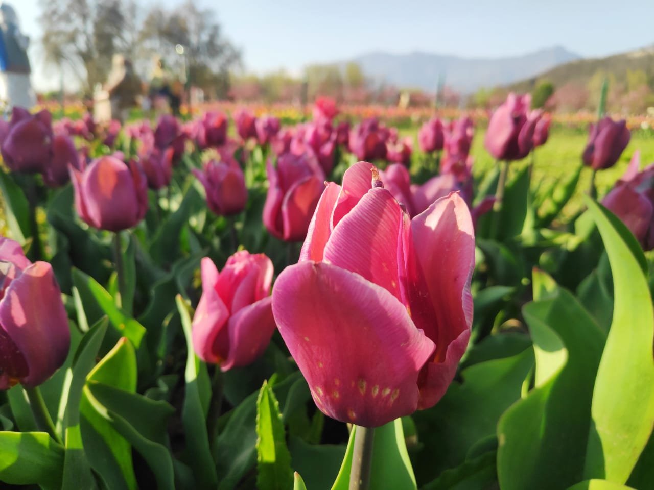 Tulip Garden
