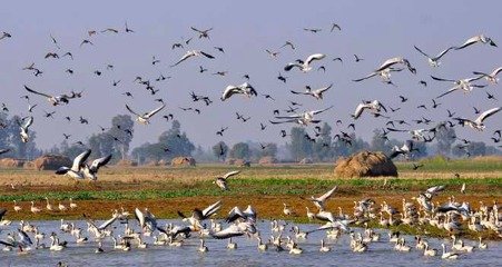 Gharana Wetland